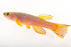 Image result for Aphyosemion