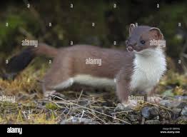 Attēlu rezultāti vaicājumam “Mustela erminea adult”