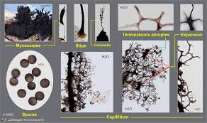 Attēlu rezultāti vaicājumam “Stemonaria irregularis”