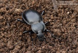 Attēlu rezultāti vaicājumam “Carabus glabratus”