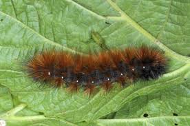 Attēlu rezultāti vaicājumam “Spilosoma sp.”