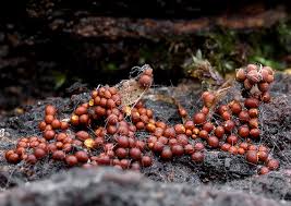 Attēlu rezultāti vaicājumam “Perichaena corticalis macro”