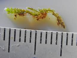 Attēlu rezultāti vaicājumam “Jungermannia hyalina”