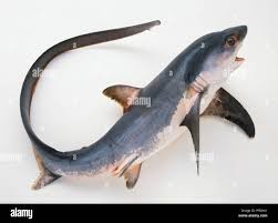 Image result for Alopias vulpinus