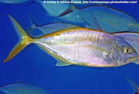 Image result for Caranx bartholomaei