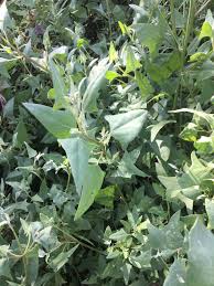 Attēlu rezultāti vaicājumam “Atriplex calotheca leaf”