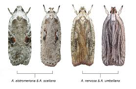 Attēlu rezultāti vaicājumam “Agonopterix heracliana”