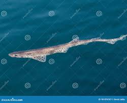 Image result for Scyliorhinus canicula
