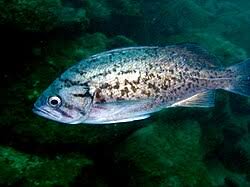 Image result for Sebastes fasciatus