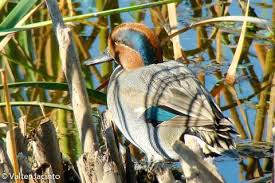 Attēlu rezultāti vaicājumam “Anas crecca”