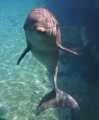 Image result for Falmouth and Helston Octopush Club