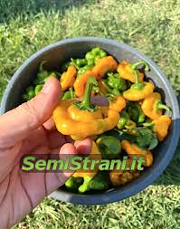 Afbeeldingsresultaat voor yellow mushroom hot pepper