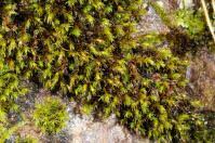 Attēlu rezultāti vaicājumam “Schistidium dupretii”