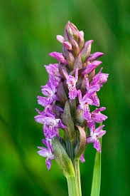 Attēlu rezultāti vaicājumam “Dactylorhiza incarnata flower”