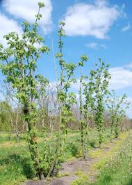 Attēlu rezultāti vaicājumam “Kalopanax septemlobus fruit”