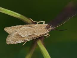 Attēlu rezultāti vaicājumam “Diurnea lipsiella”