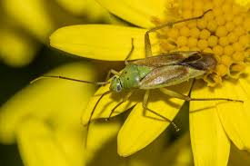 Attēlu rezultāti vaicājumam “Miridae”