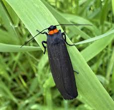 Attēlu rezultāti vaicājumam “Atolmis rubricollis”