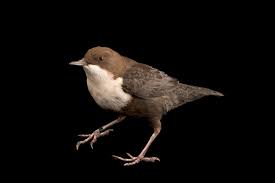 Attēlu rezultāti vaicājumam “Cinclus cinclus”