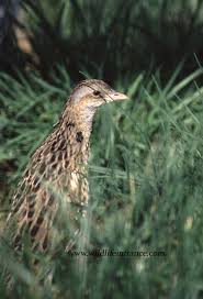 Attēlu rezultāti vaicājumam “Crex crex eggs”