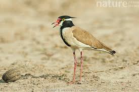 Attēlu rezultāti vaicājumam “Vanellus vanellus adult”