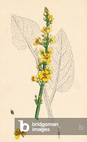 Attēlu rezultāti vaicājumam “Verbascum nigrum”