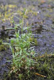 Attēlu rezultāti vaicājumam “Epilobium palustre fruit”