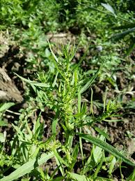 Attēlu rezultāti vaicājumam “Rumex maritimus”