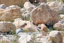 Image result for Bucanetes githagineus