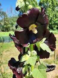 Image result for Alcea rosea nigra