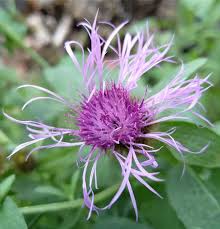 Image result for Centaurea pseudophrygia