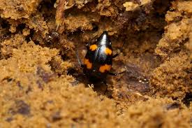 Attēlu rezultāti vaicājumam “Scaphidium quadrimaculatum”