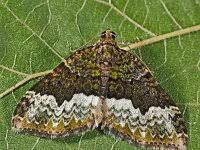 Attēlu rezultāti vaicājumam “Eulithis pyraliata”