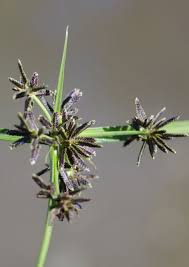 Attēlu rezultāti vaicājumam “Cyperus fuscus”