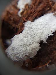 Attēlu rezultāti vaicājumam “Anomoporia bombycina”