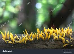 Attēlu rezultāti vaicājumam “Calocera cornea”