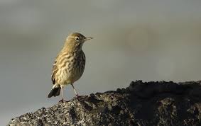 Image result for Anthus petrosus