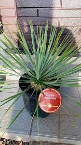 Image result for ふぇらすたX68=