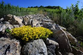 Image result for Mauerpfeffer