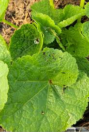 Attēlu rezultāti vaicājumam “Alcea rosea leaf”