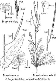 Attēlu rezultāti vaicājumam “Brassica napus fruit”