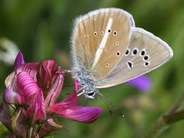 Attēlu rezultāti vaicājumam “Agrodiaetus damon underside”