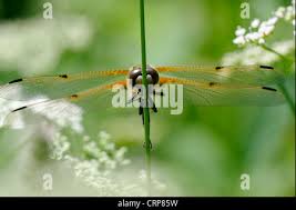 Attēlu rezultāti vaicājumam “Libellula quadrimaculata imago”