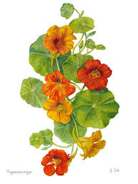 Image result for Tropaeolum majus