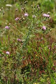 Attēlu rezultāti vaicājumam “Centaurea stoebe fruit”