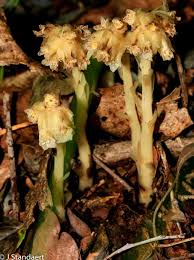 Attēlu rezultāti vaicājumam “Monotropa hypopitys”
