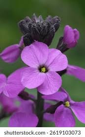 Attēlu rezultāti vaicājumam “Erysimum hieracifolium fruit”