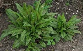 Image result for Rumex sanguineum