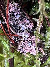 Attēlu rezultāti vaicājumam “Nectriopsis violacea”