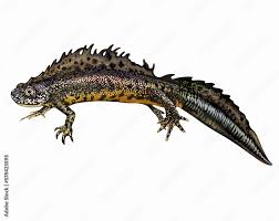 Attēlu rezultāti vaicājumam “Triturus cristatus”